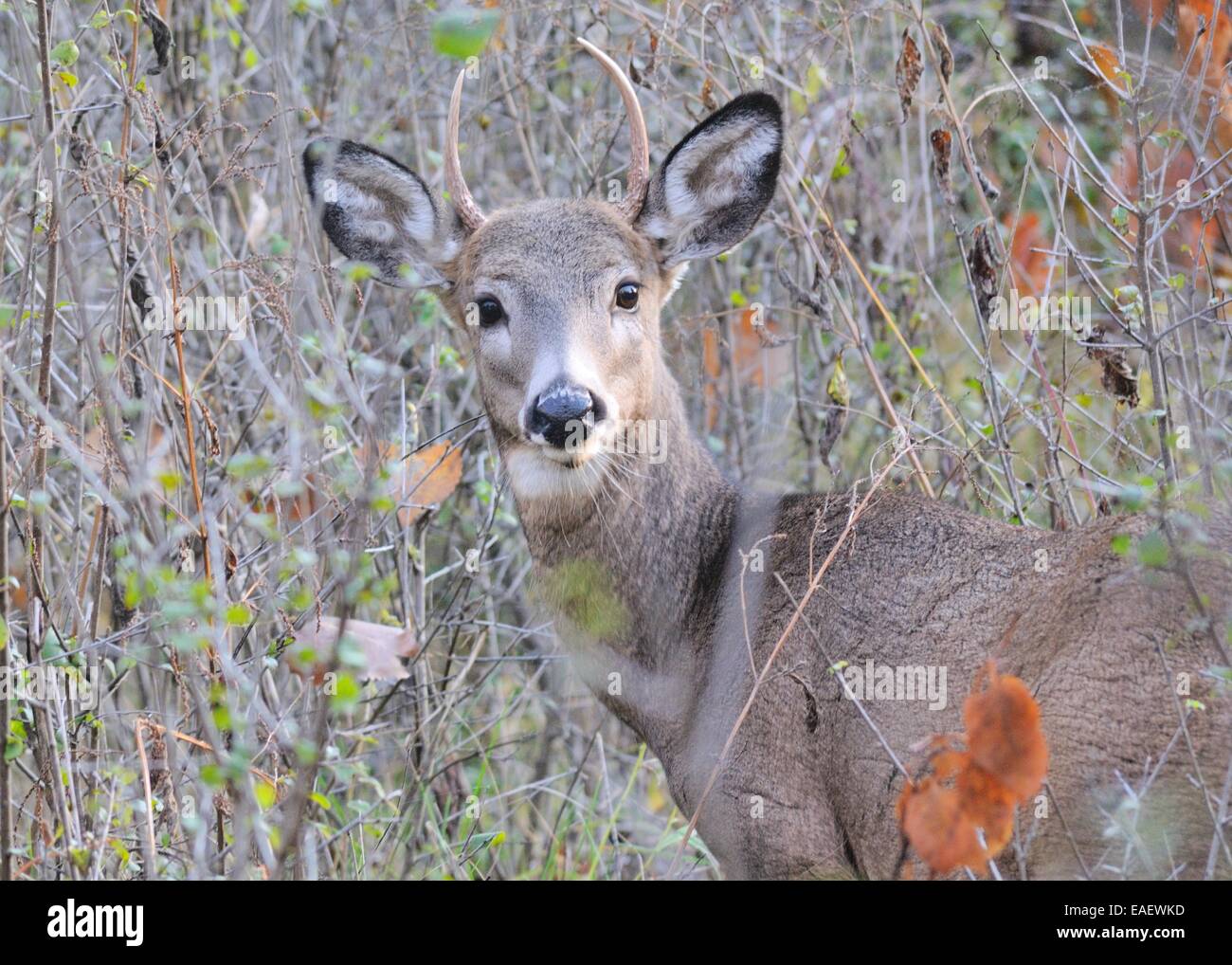 Whitetail Deer Buck stehen in einem Wald. Stockfoto