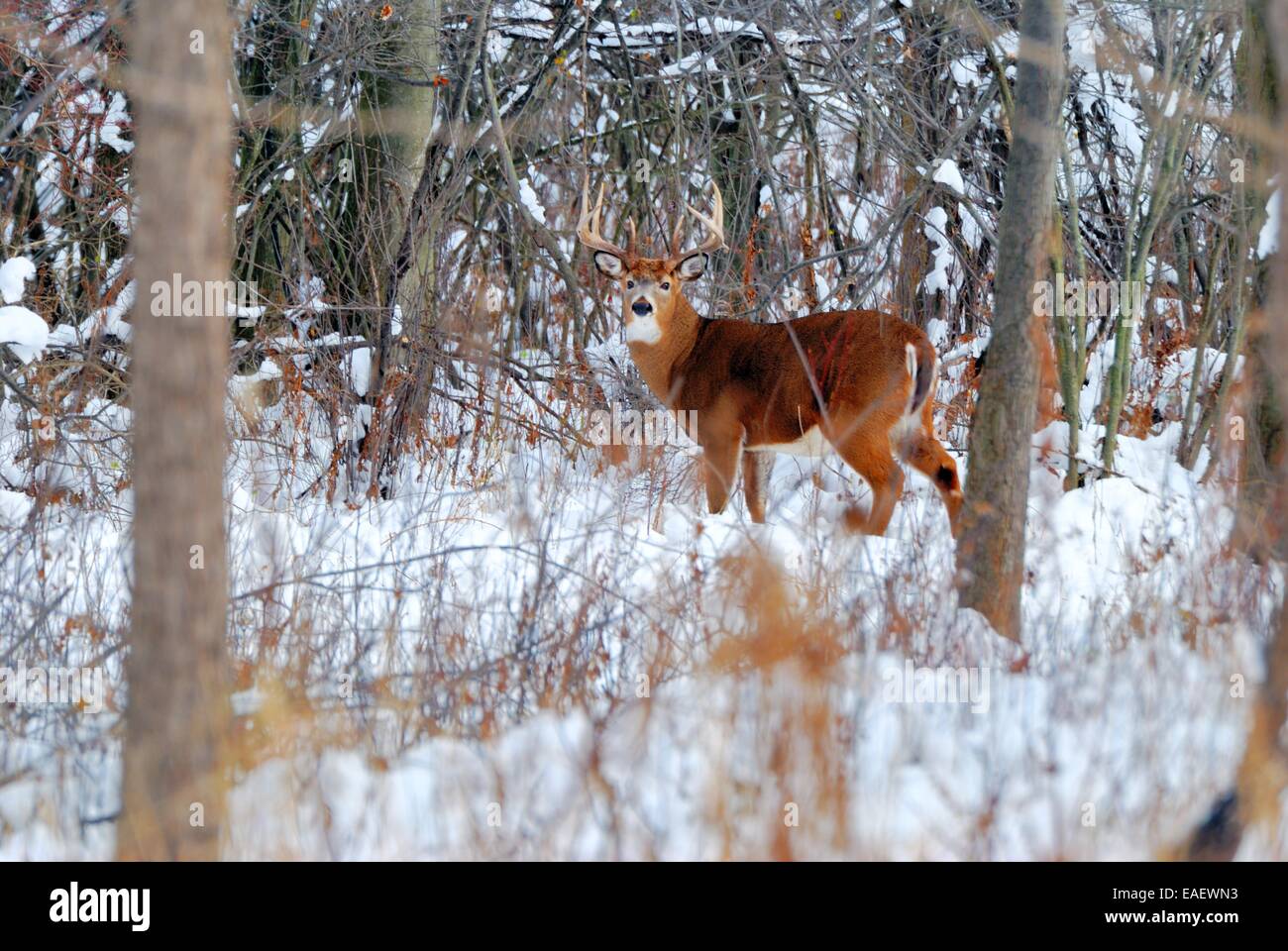 Whitetail Deer Buck stehen in einem Wald. Stockfoto