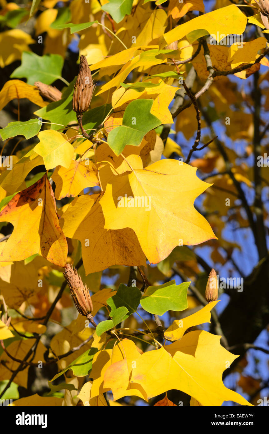 Amerikanische Tulpenbaum (Liriodendron tulipifera) Stockfoto