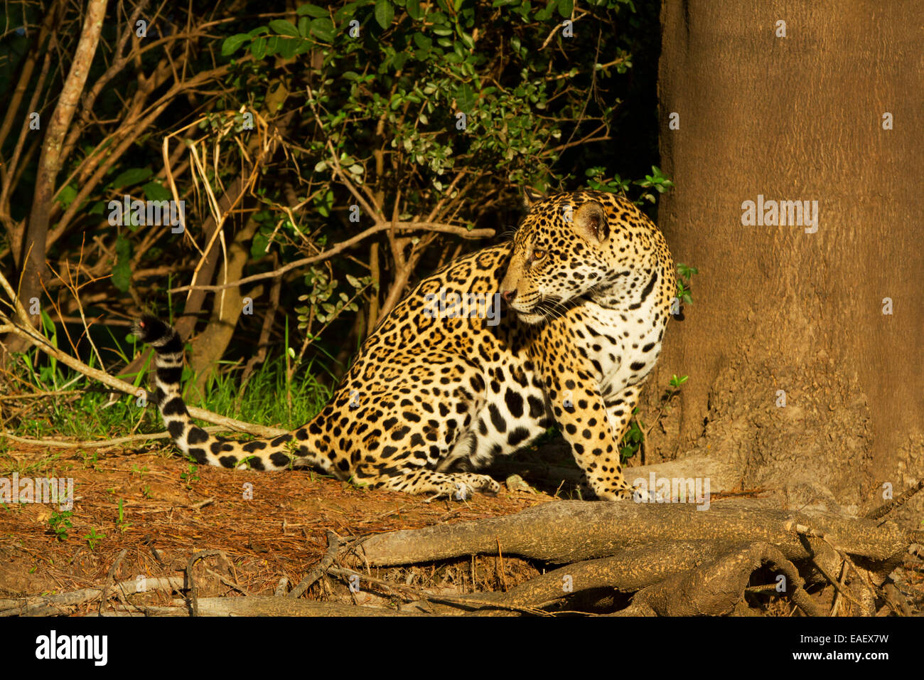 Jaguar (Panthera Onca) sitzen in der Sonne am Abend im Feuchtgebiet Pantanal in Brasilien. Stockfoto