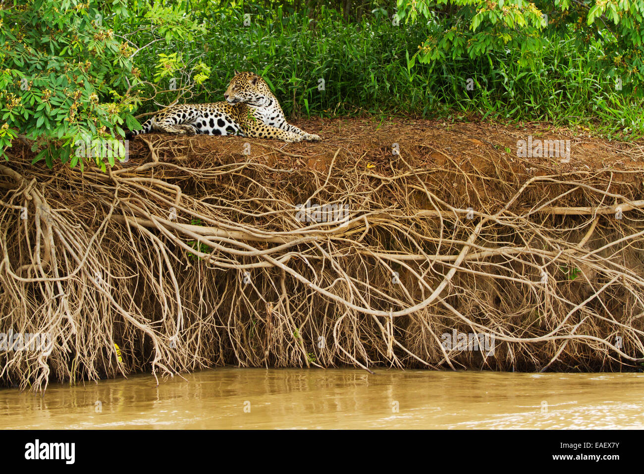 Jaguar (Panthera Onca) ruht an einem Fluss im Feuchtgebiet Pantanal in Brasilien. Stockfoto