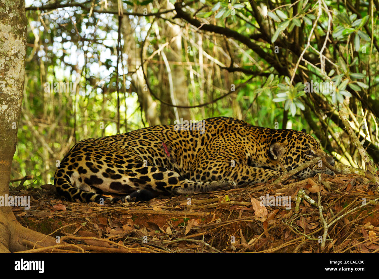 Jaguar (Panthera Onca) mit einer großen Fleischwunde nach einem Kampf mit einem anderen Jaguar im Feuchtgebiet Pantanal in Brasilien. Stockfoto