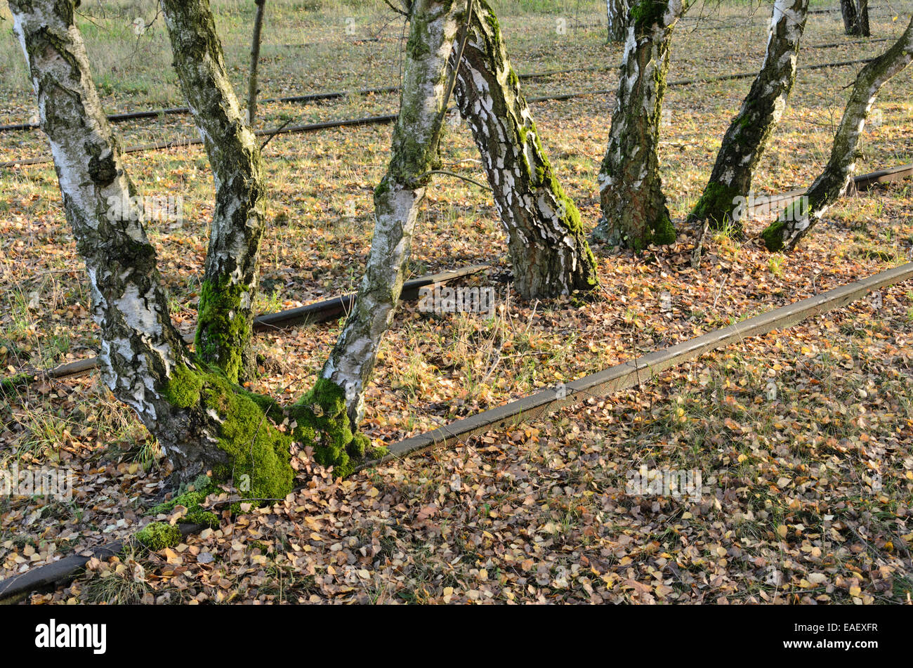 Europäische Birke (Betula pendula) zwischen den Anschlüssen auf einem verlassenen Bahnhof, Schöneberger Südgelände Naturschutzgebiet, Berlin, Deutschland Stockfoto