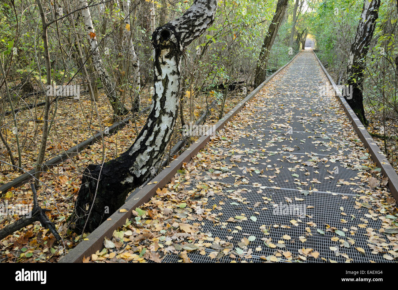 Europäische Birke (Betula pendula) zwischen den Anschlüssen auf einem verlassenen Bahnhof, Schöneberger Südgelände Naturschutzgebiet, Berlin, Deutschland Stockfoto