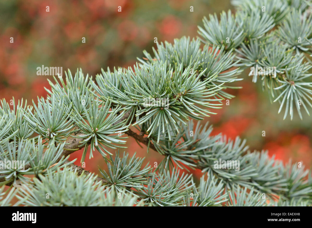 Atlas Zeder (Cedrus Atlantica 'hastata ') Stockfoto