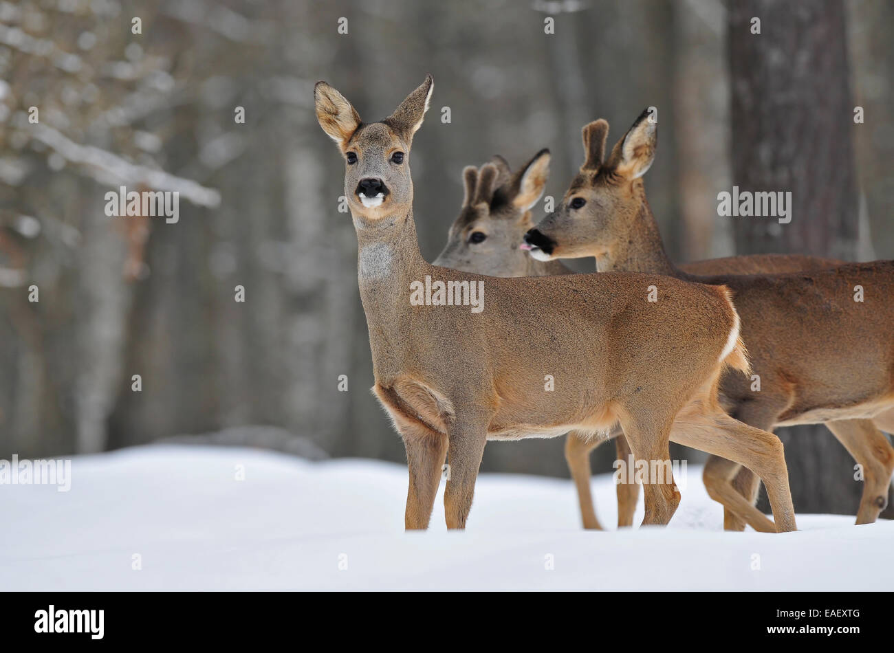 Reh-Herde im winter Stockfoto