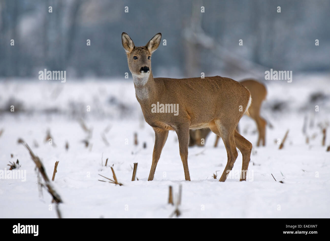 Rehe im winter Stockfoto