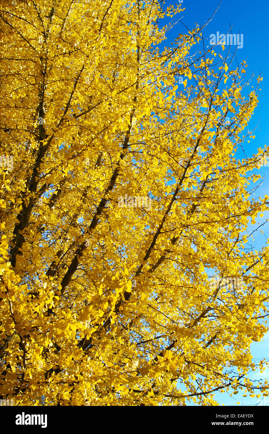 Autumn ginkgo biloba autumn gold -Fotos und -Bildmaterial in hoher  Auflösung – Alamy