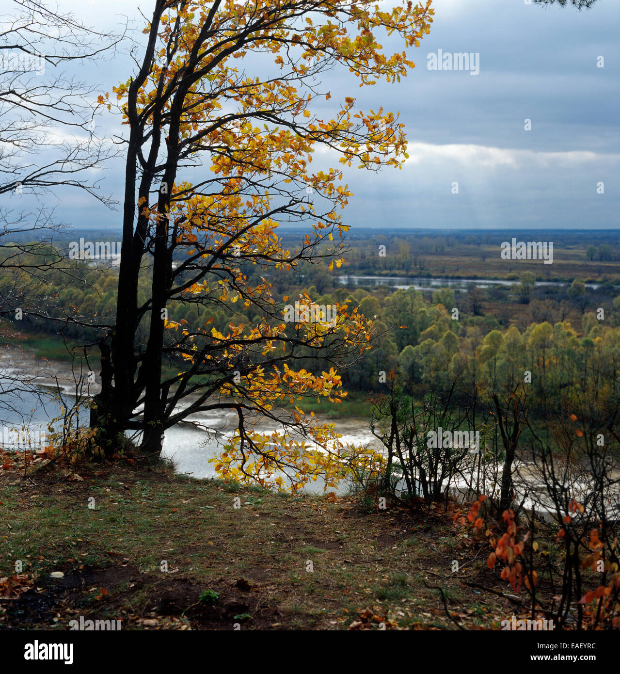 Herbst Eiche auf einer Klippe Stockfoto