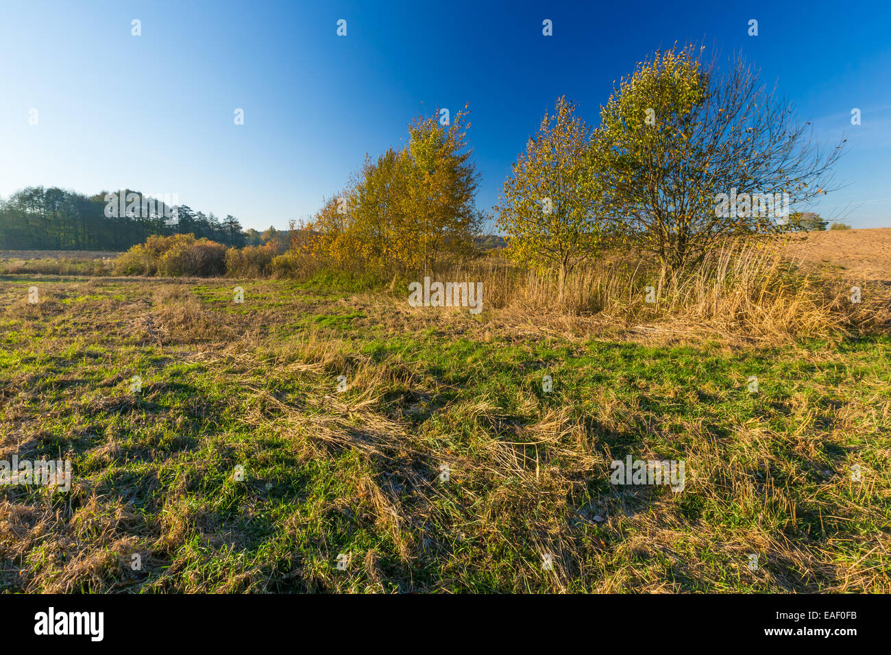 Wiese im Herbst. Naturlandschaft Stockfoto