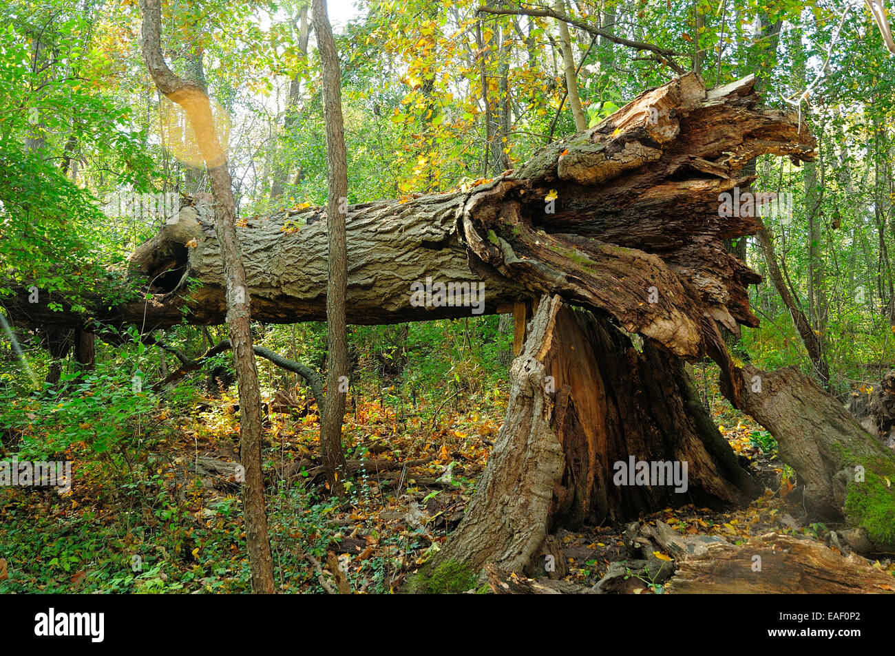 Riesiger Baum gefallen in Waldgebieten. Stockfoto