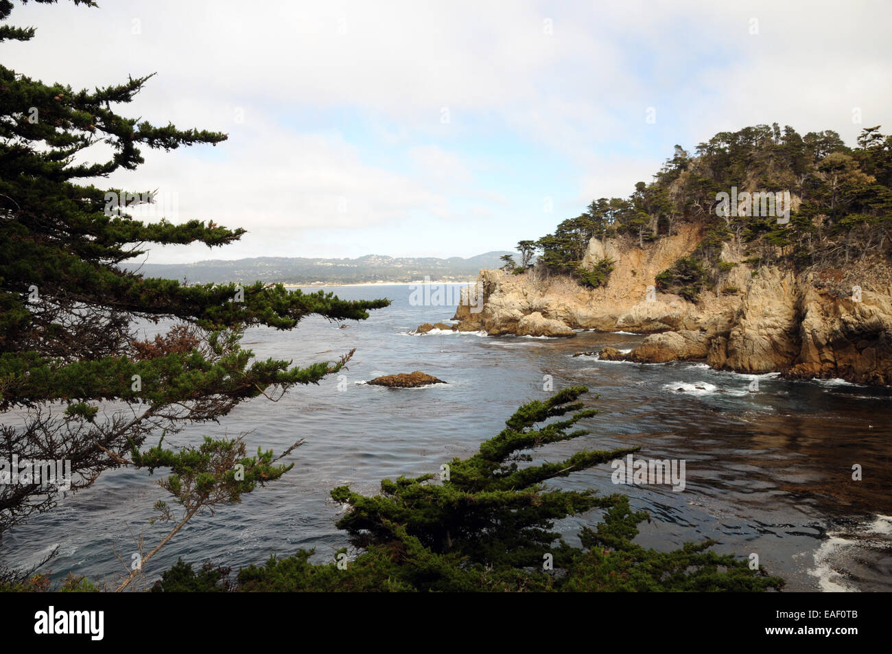 Blick durch die Monterey-Zypresse am Point Lobos Naturschutzgebiet in der Nähe von Carmel in Kalifornien. Stockfoto