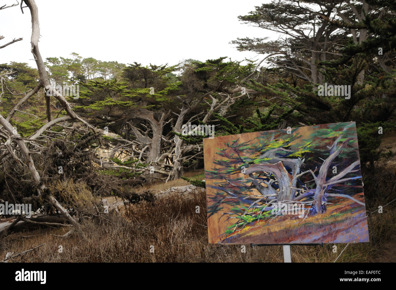 Blick durch die Monterey Zypressen am Point Lobos Naturschutzgebiet in der Nähe von Carmel in Kalifornien, von einem Künstler kopiert. Stockfoto