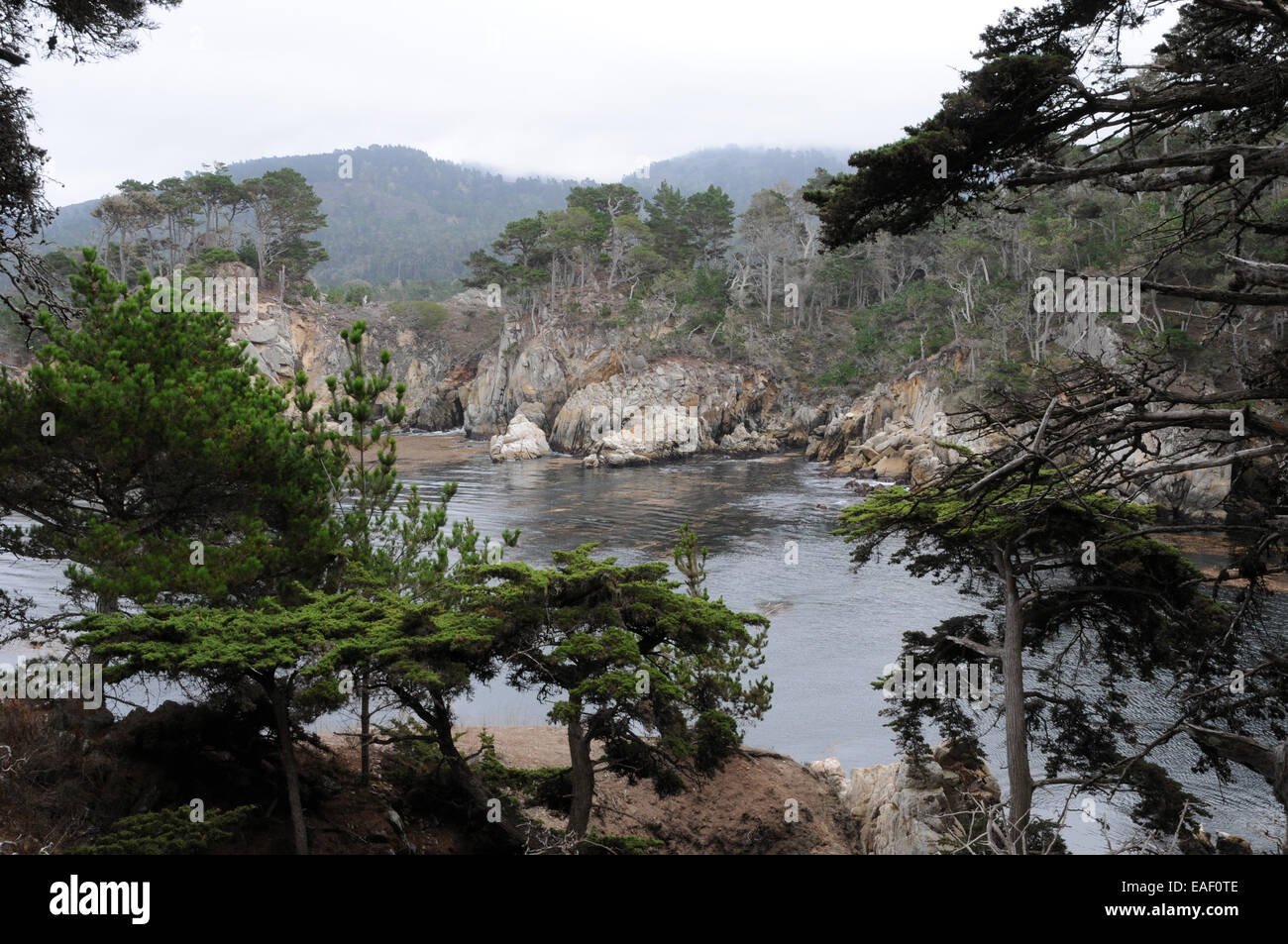 Blick durch die Monterey Zypressen am Point Lobos Naturschutzgebiet in der Nähe von Carmel in Kalifornien, von einem Künstler kopiert. Stockfoto