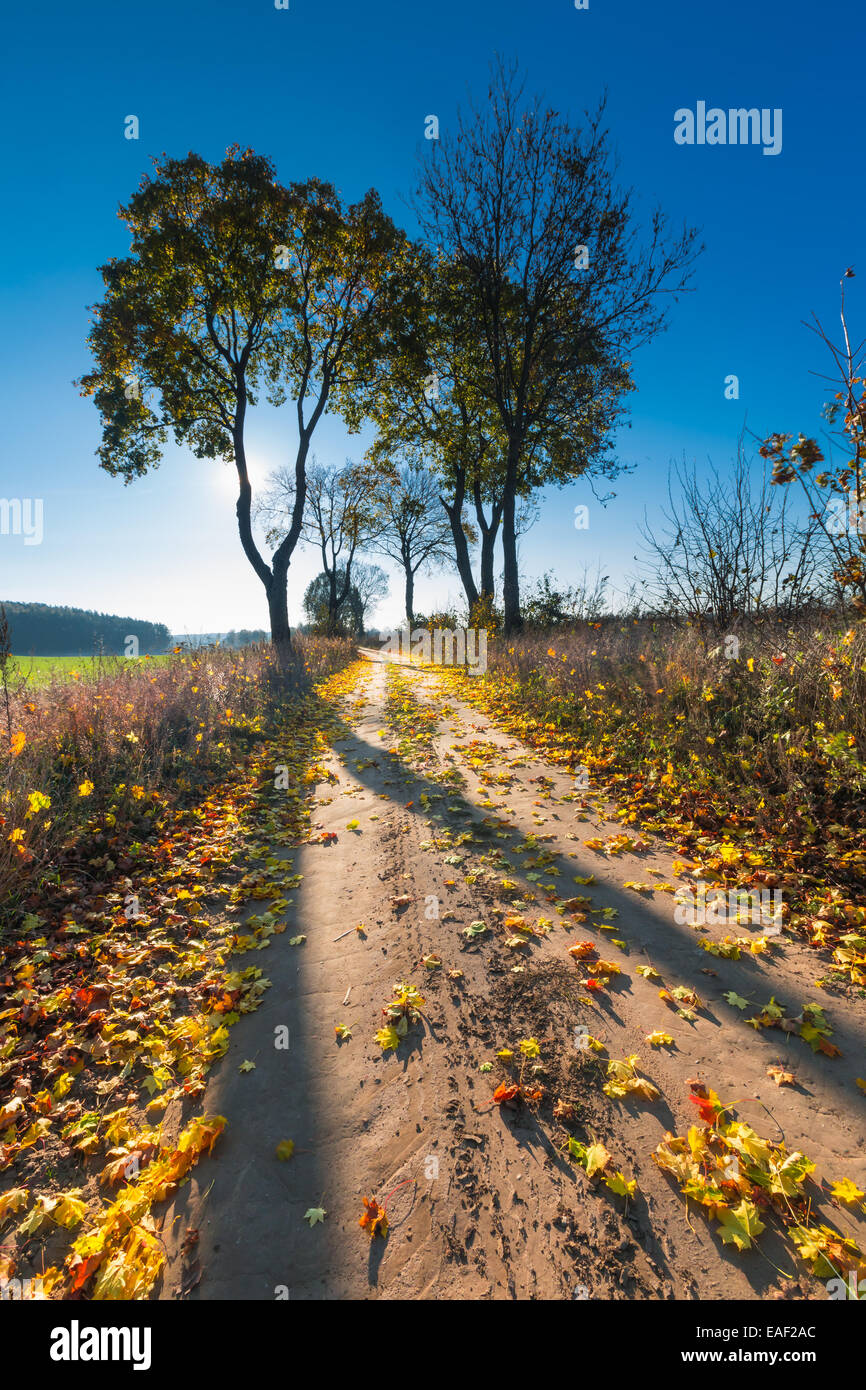 Landschaft mit Laub Stockfoto