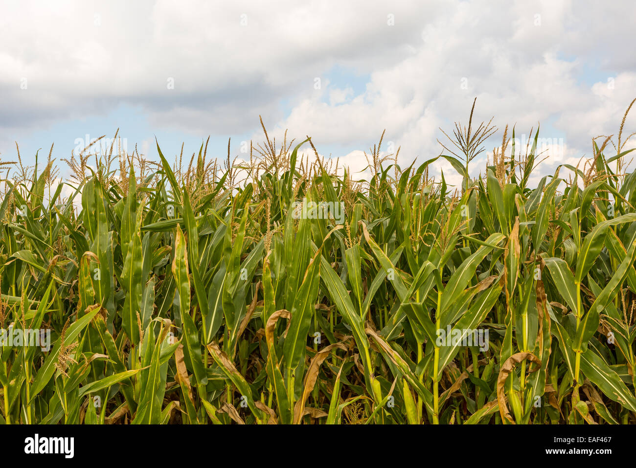 Mais-Feld unter bewölktem Himmel. Foto in Polen Stockfoto