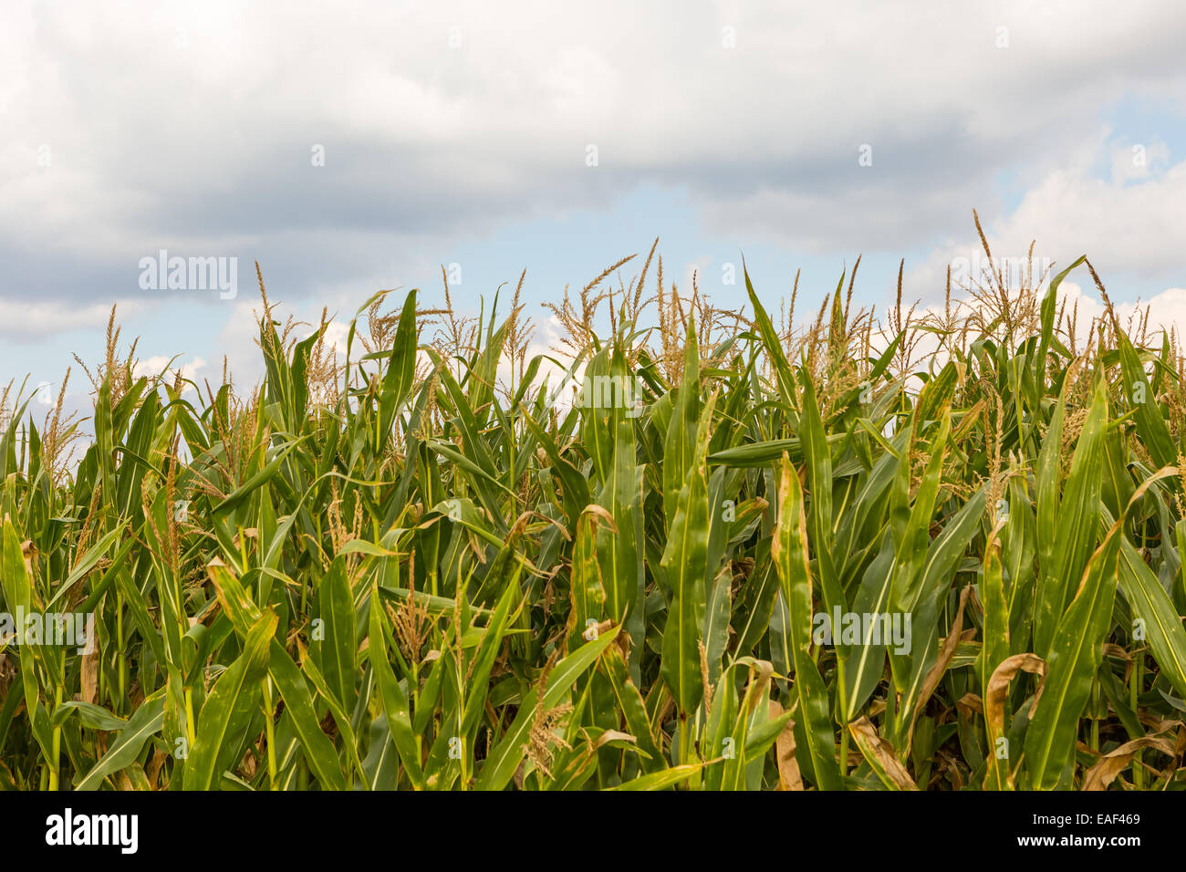 Mais-Feld unter bewölktem Himmel. Foto in Polen Stockfoto