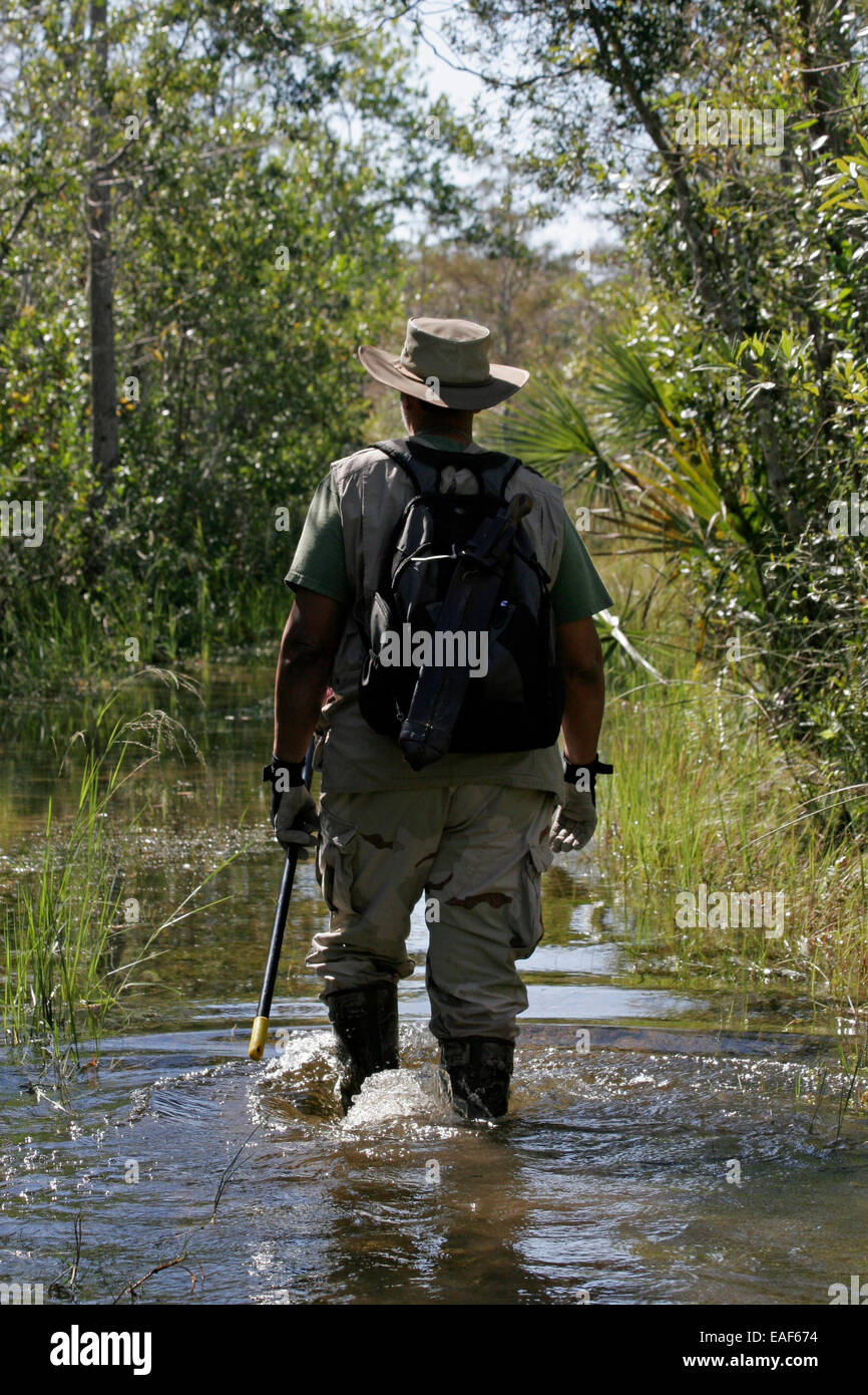 Burmesischen Python Hunter in Florida Everglades Stockfoto