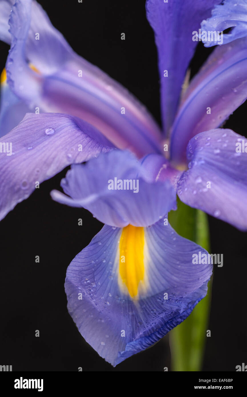 Nahaufnahme von iris Stockfoto