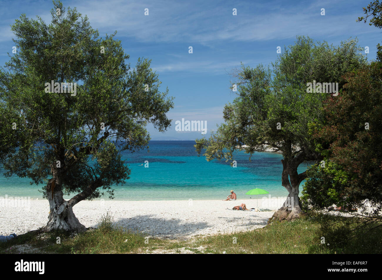 Olivenbäume am schönen Strand der Spiaggia di Emplissi, in der Nähe von Fiskardo Kefalonia. Stockfoto