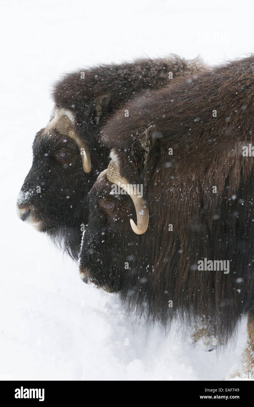 Alaska, zwei Tiere, schneit, Moschusochsen Stockfoto