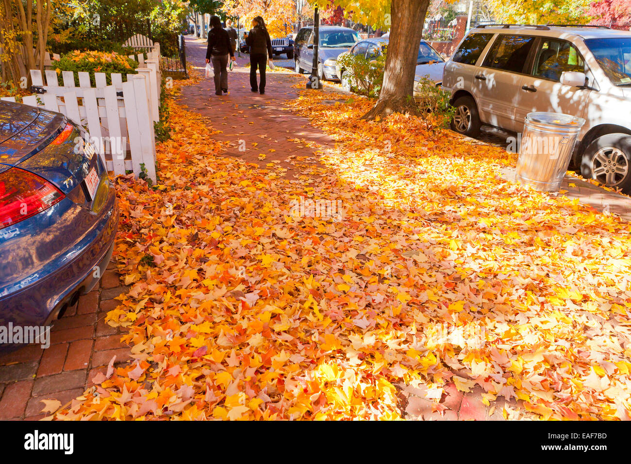 Herbstlaub auf Fußgängerweg - Georgetown, Washington, DC USA Stockfoto