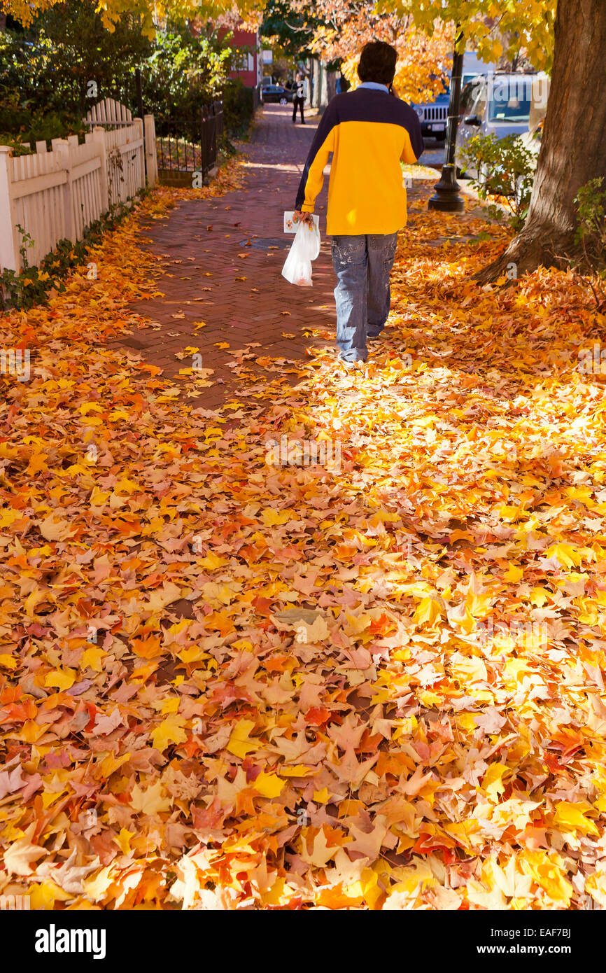 Herbstlaub auf Fußgängerweg - Georgetown, Washington, DC USA Stockfoto