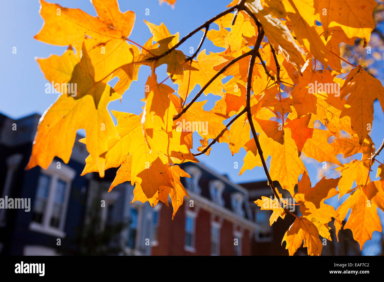 Herbstlaub gegen Stadthäuser - USA Stockfoto