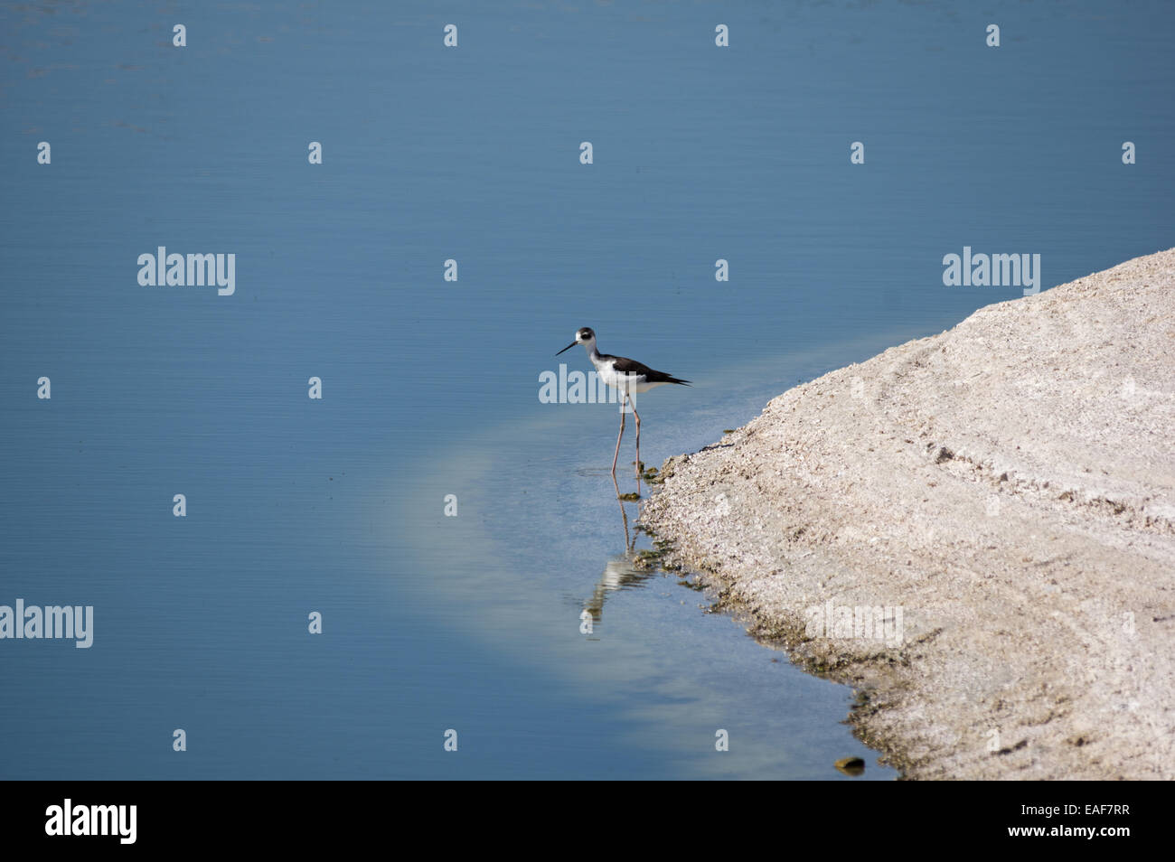 Schwarzhals-Stelzenläufer waten am Rande des the Salton Sea Stockfoto
