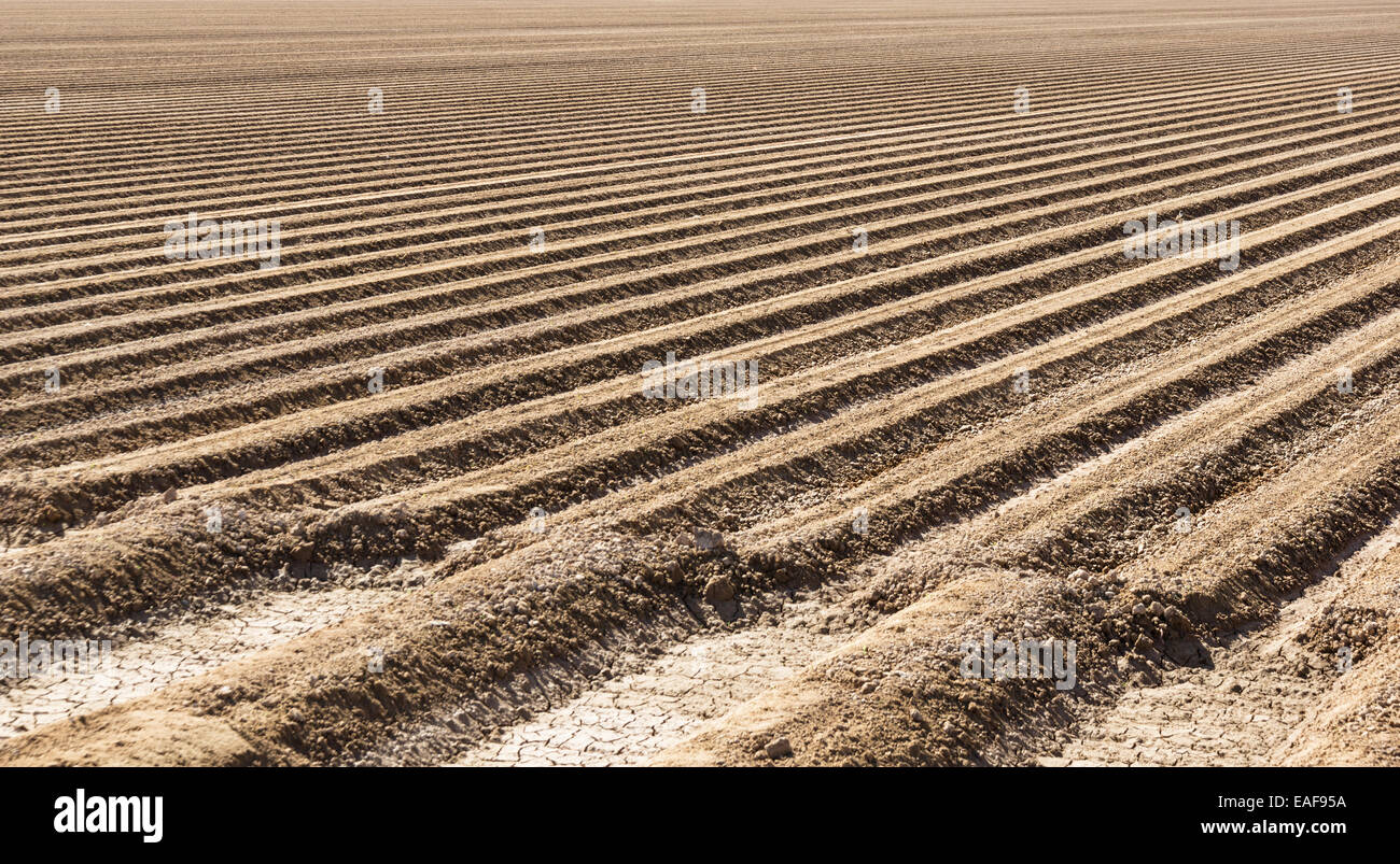 Imperial Valley Farm Bereich Boden vorbereitet für Kopfsalat Pflanzen Stockfoto