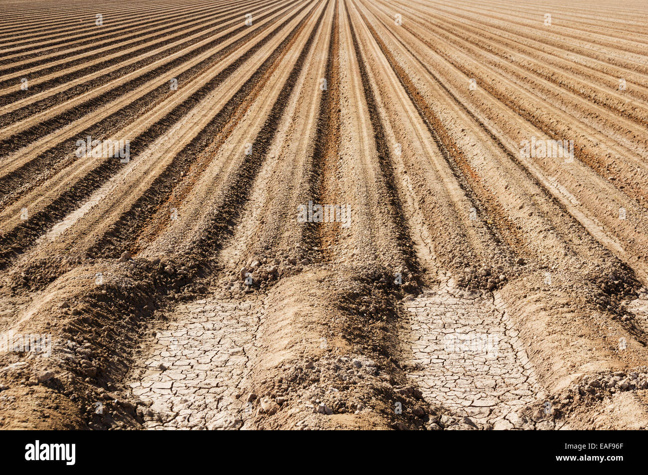 Bauernhof Boden mit parallelen Reihen von Schmutz bereit für die Pflanzung vorbereitet Stockfoto