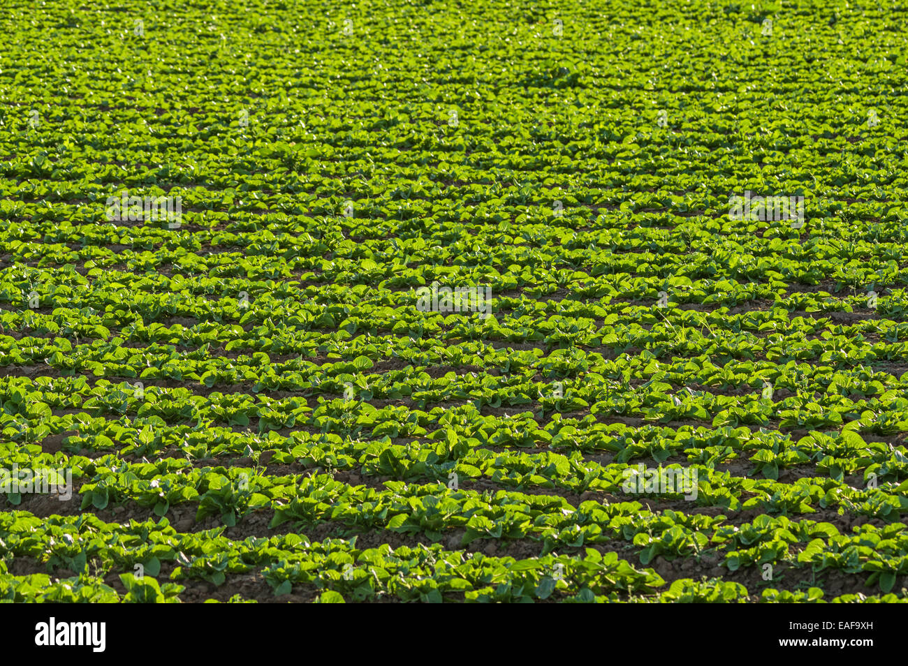 der Kopfsalat wachsen in einem Feld in der Wüste in der Nähe von Yuma, Arizona Stockfoto