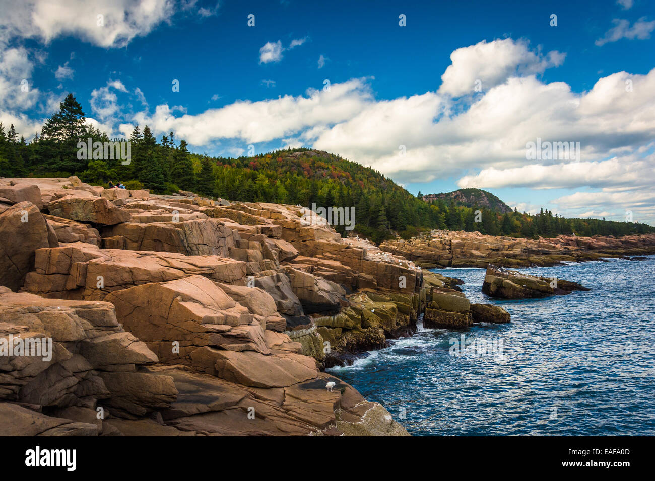 Otter Klippen und dem Atlantischen Ozean im Acadia National Park, Maine. Stockfoto