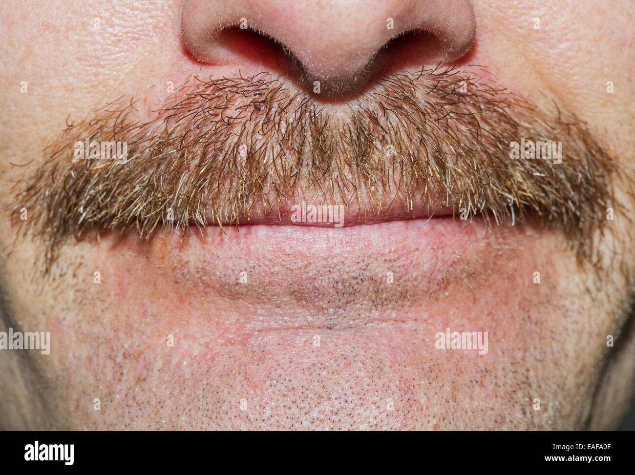 frische 3 Wochen alt Movember neue ungepflegt Schnurrbart Stockfoto