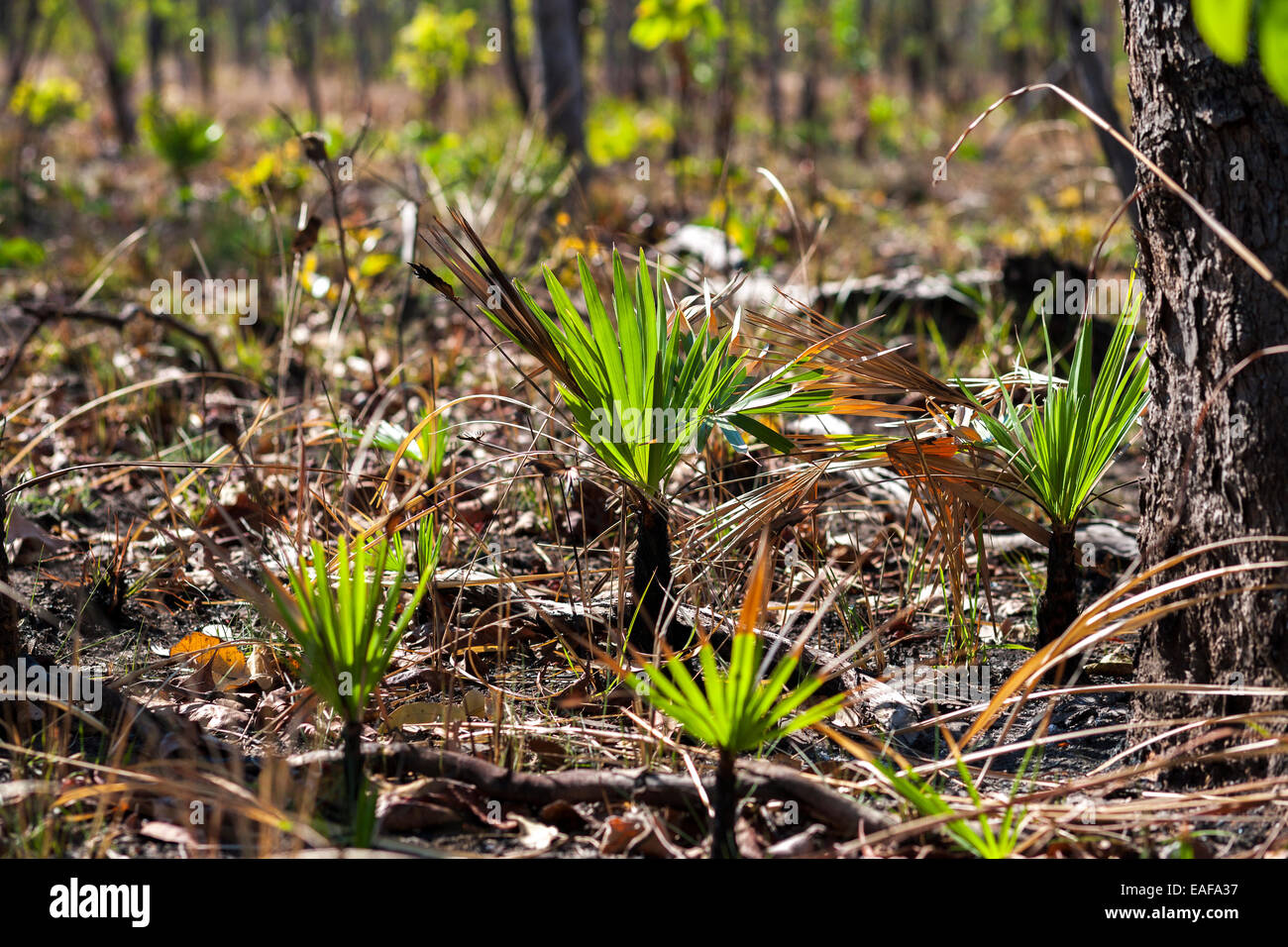 Nachwachsen, nachwachsen, Natur-Regeneration nach einem kontrollierten Waldbrand. Australia NT nördlichen Territorium Kakadu National Park Stockfoto