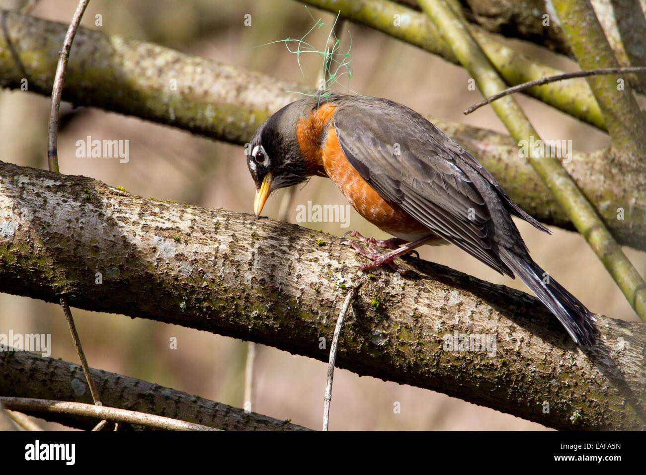 American Robin (Turdus Migratorius) verstrickt im Netz an Buttertubs Marsh, Nanaimo, Vancouver, BC Kanada im März Stockfoto