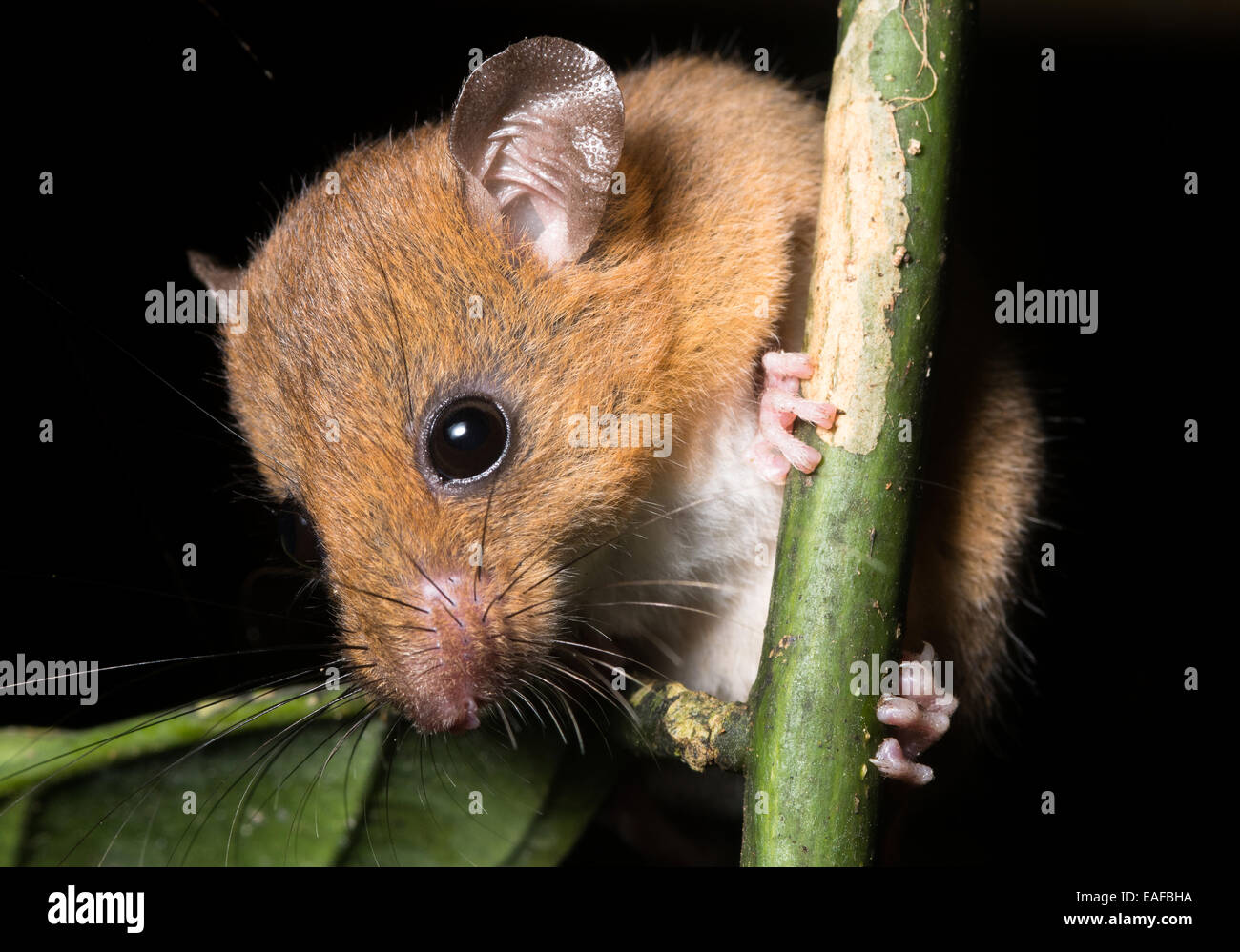 Eine Maus dauert eine Sekunde, um sich umzusehen, bevor scampering weiter oben in den Bäumen. Stockfoto