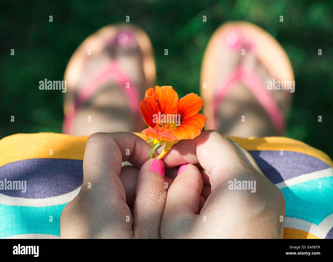 Weibliche Hände, die eine Blume. Grüne Wiese Stockfoto