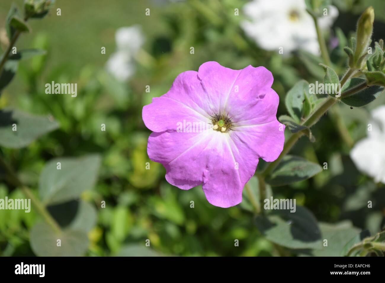 Schöne lila Blume Stockfoto