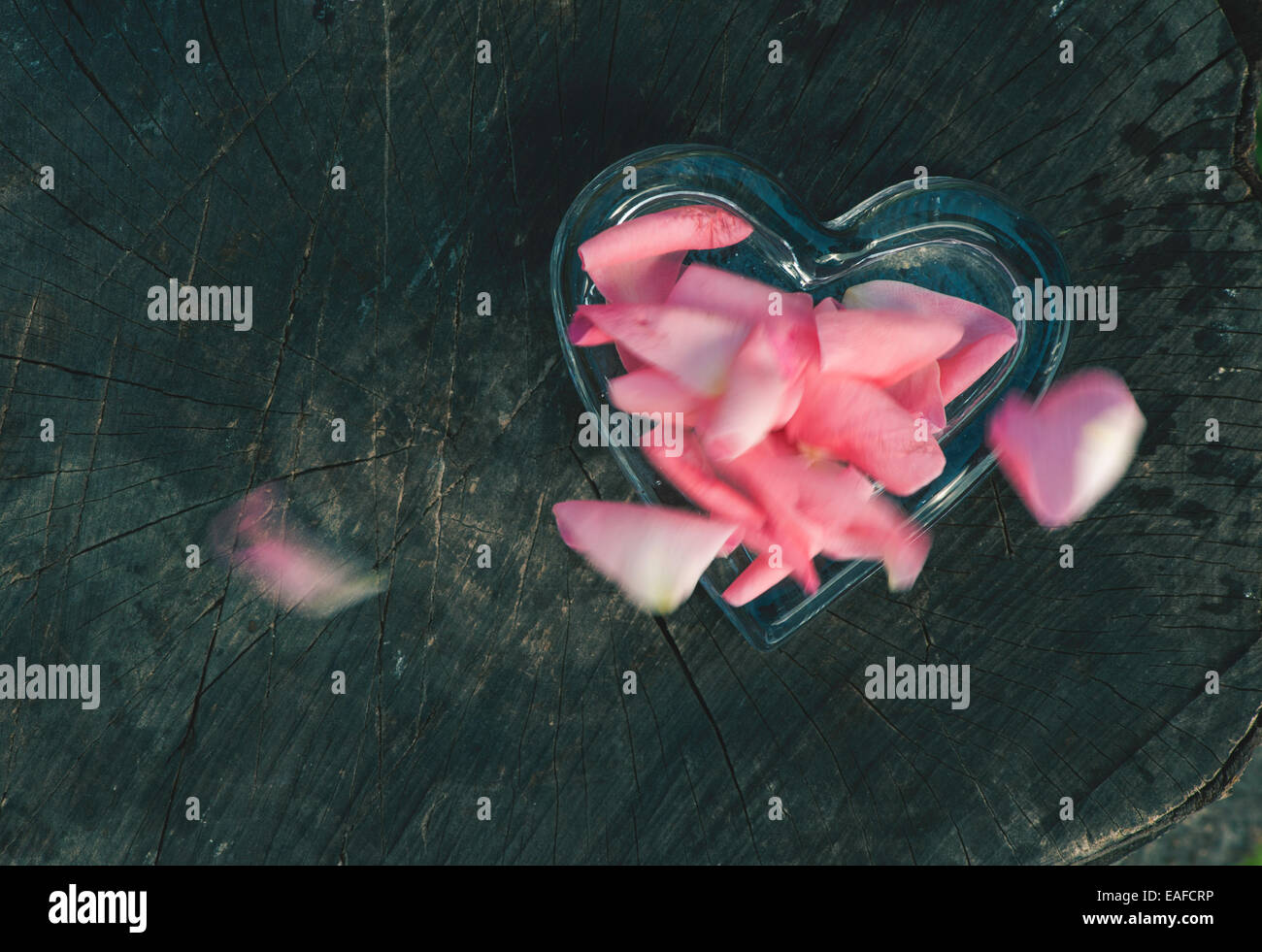 Rosenblätter in Herzform auf Holz Stockfoto