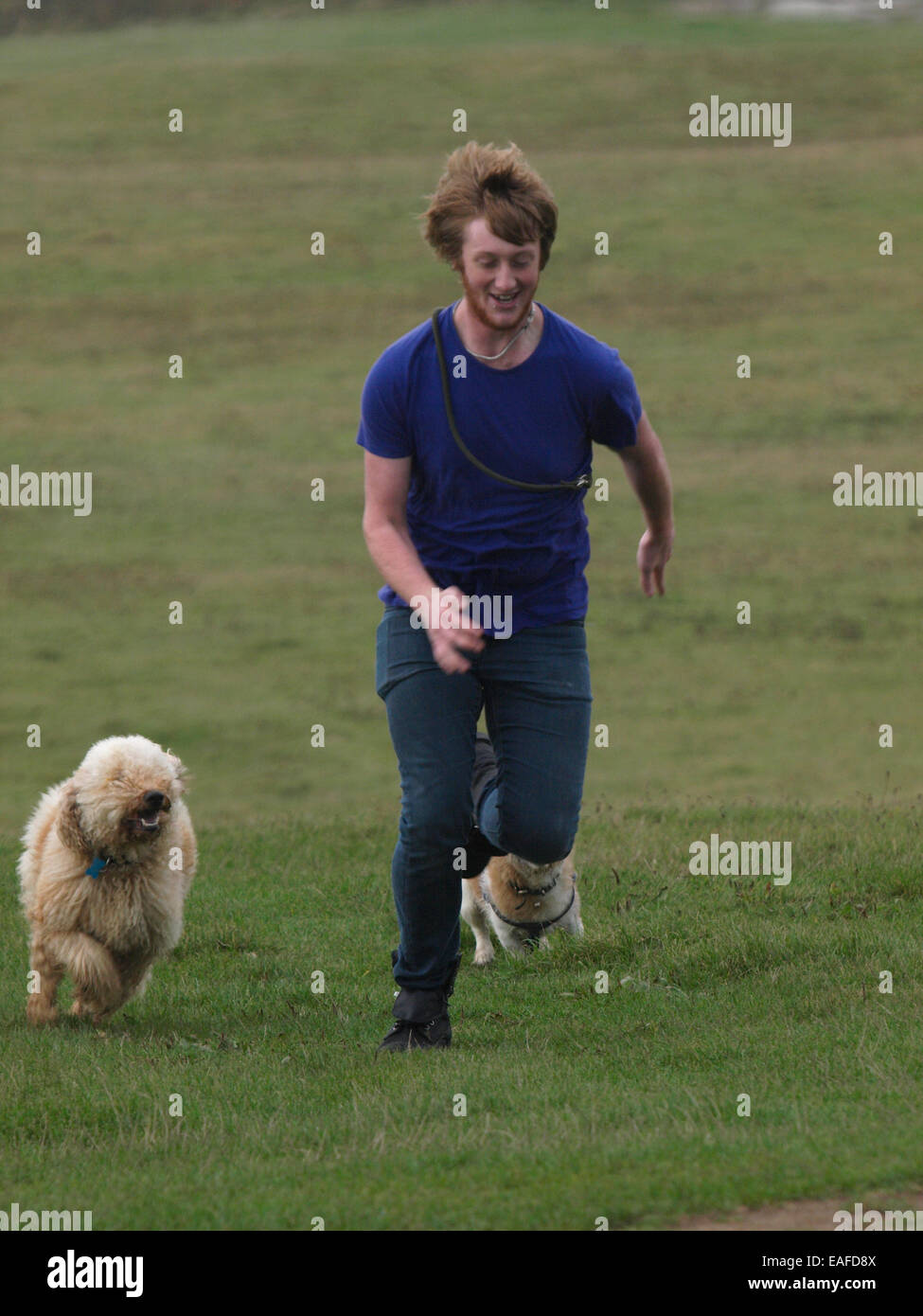 Junge Erwachsene Mann läuft mit Hunde, Bude, Cornwall, UK Stockfoto