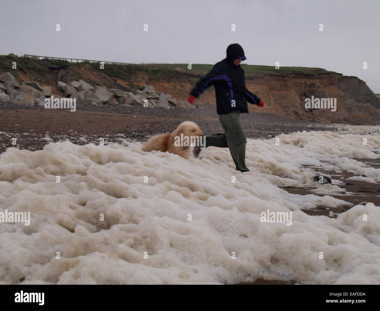 Frau und Hund spielen im Meer Schaum, Widemouth Bay, Bude, Cornwall, UK Stockfoto