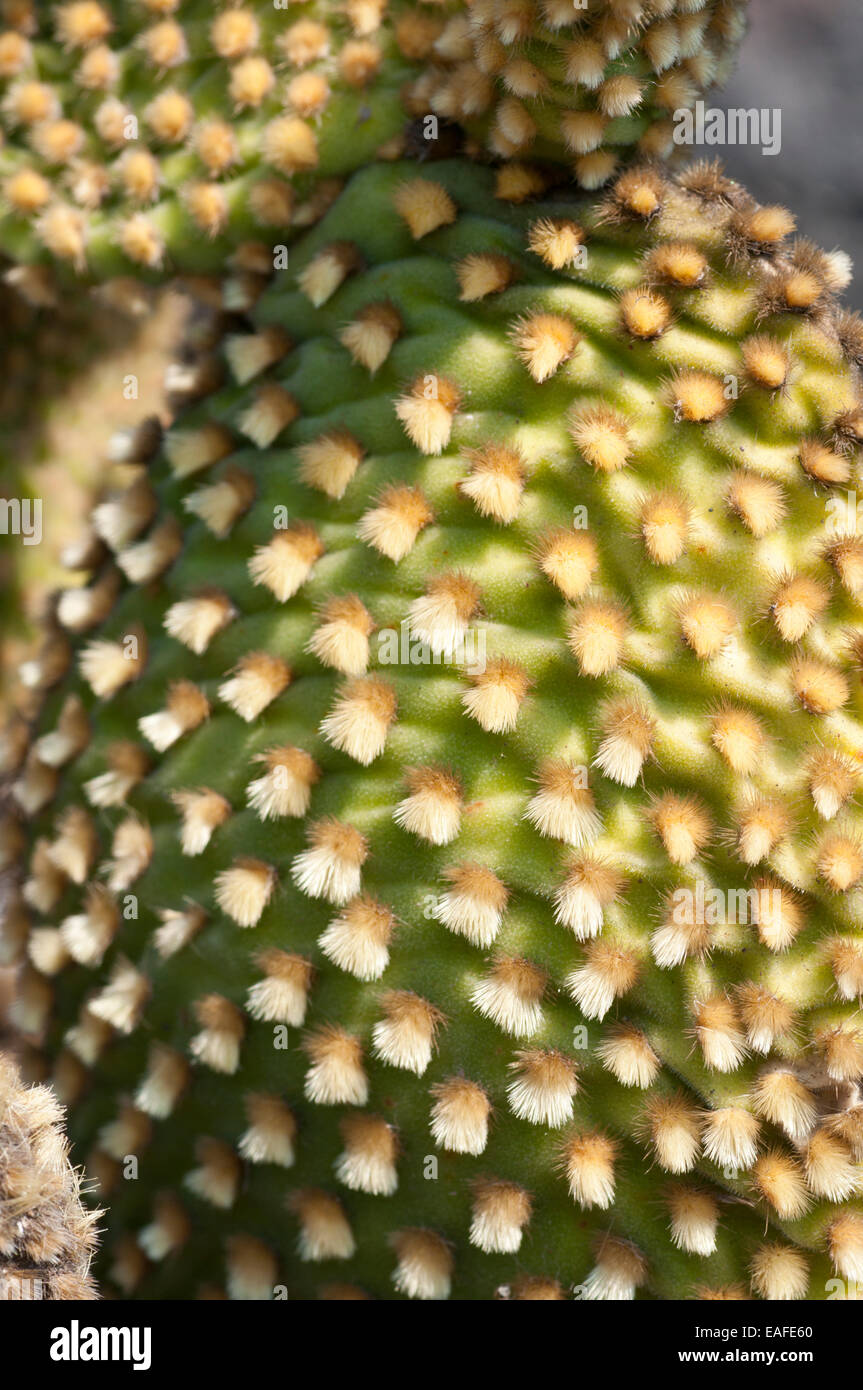 Schuss von Bunny Ohren Kaktus, eine mexikanische endemisch aber Schädlingsarten in Australien Stockfoto