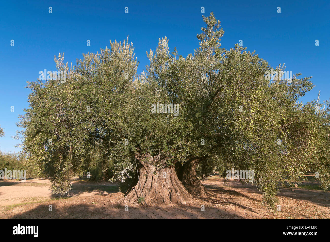 Alter 300 Jahre alter Olivenbaum Stockfotografie - Alamy