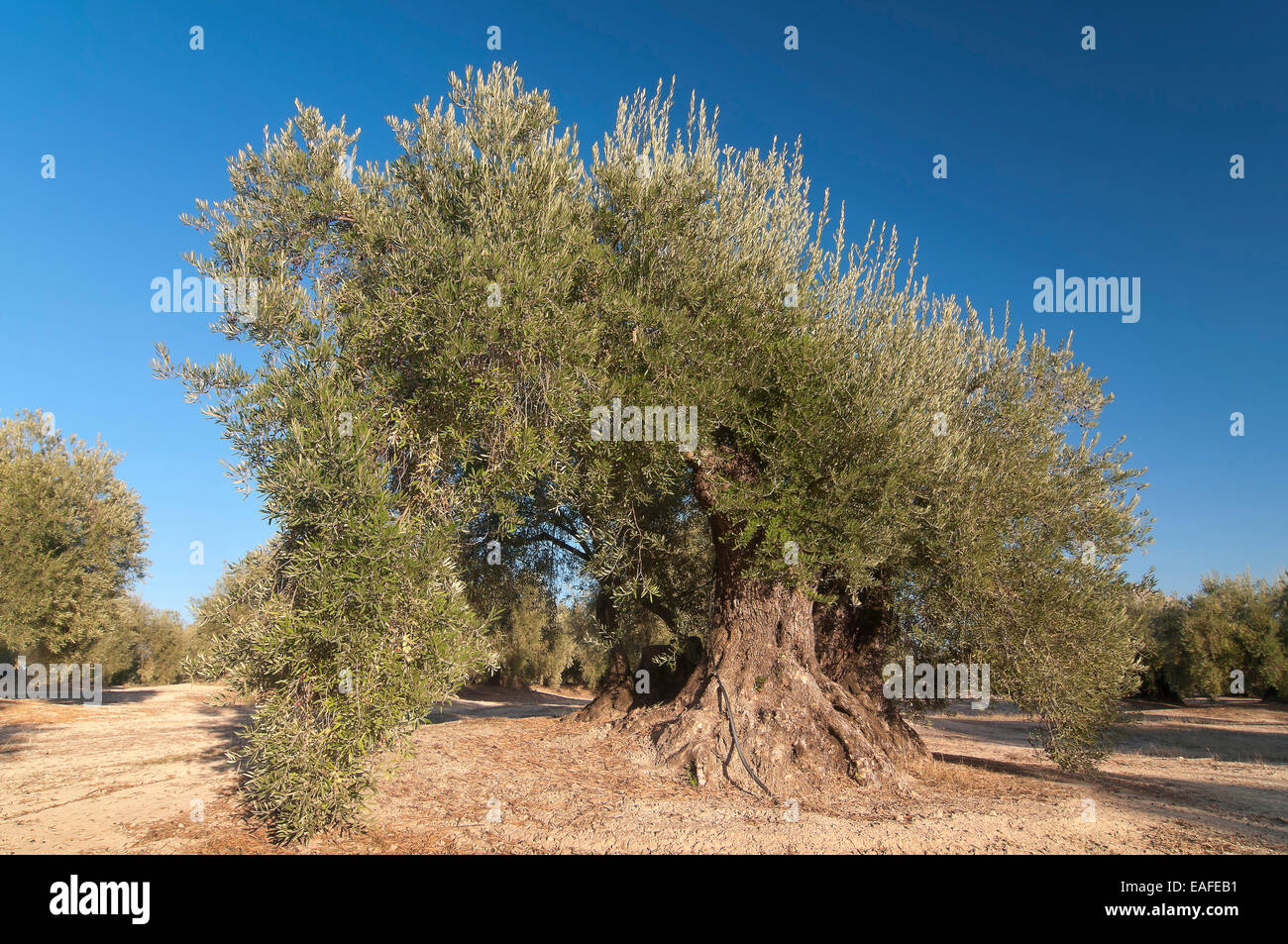 300 Jahre alten Olivenbaum, Martos, Provinz Jaen, Region von Andalusien, Spanien, Europa Stockfoto
