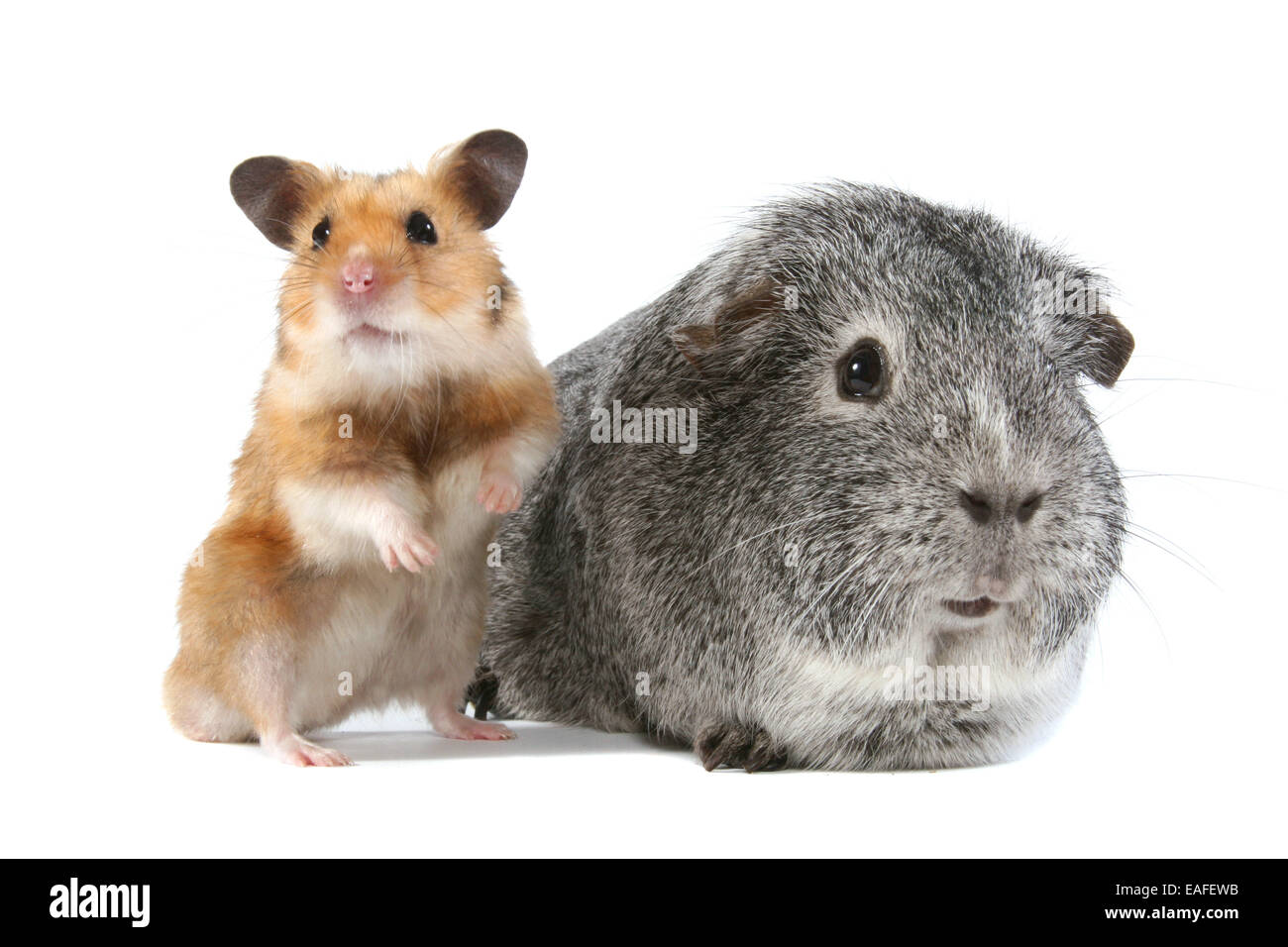 Goldhamster und Meerschweinchen Stockfoto