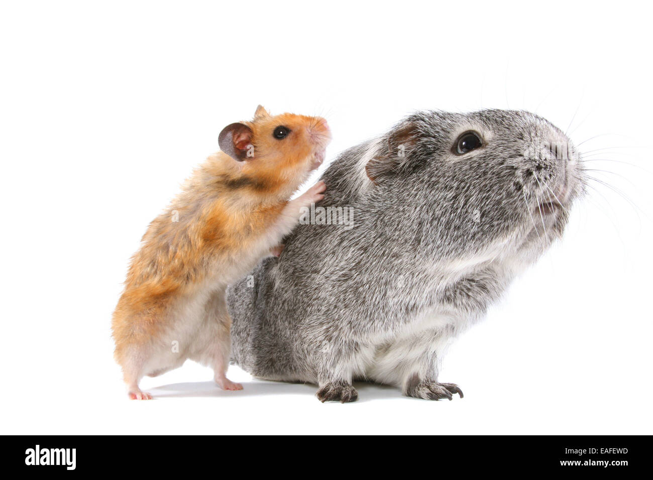 Goldhamster und Meerschweinchen Stockfoto