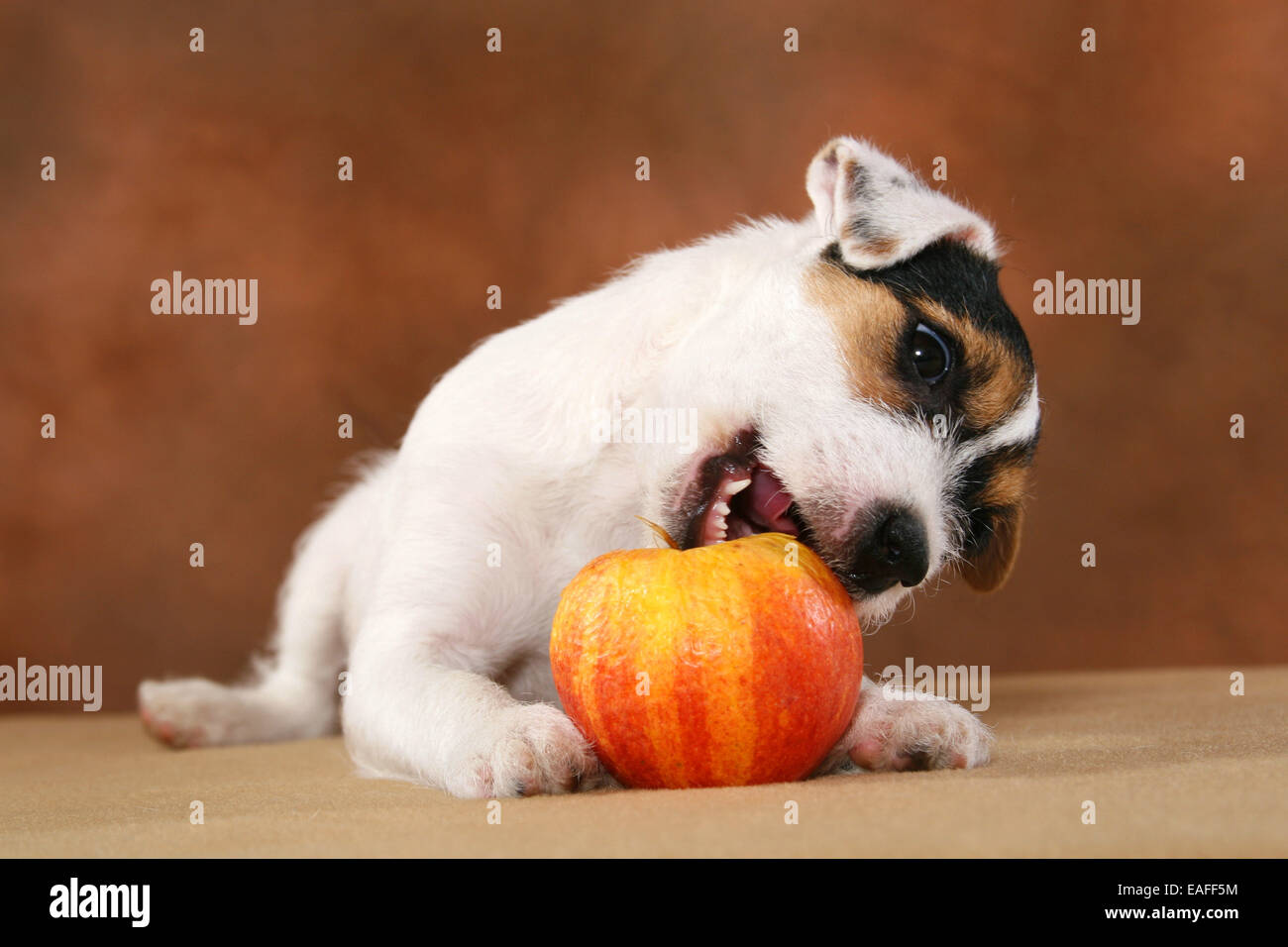 junge Parson Russell Terrier nagt an einem Kürbis Stockfoto