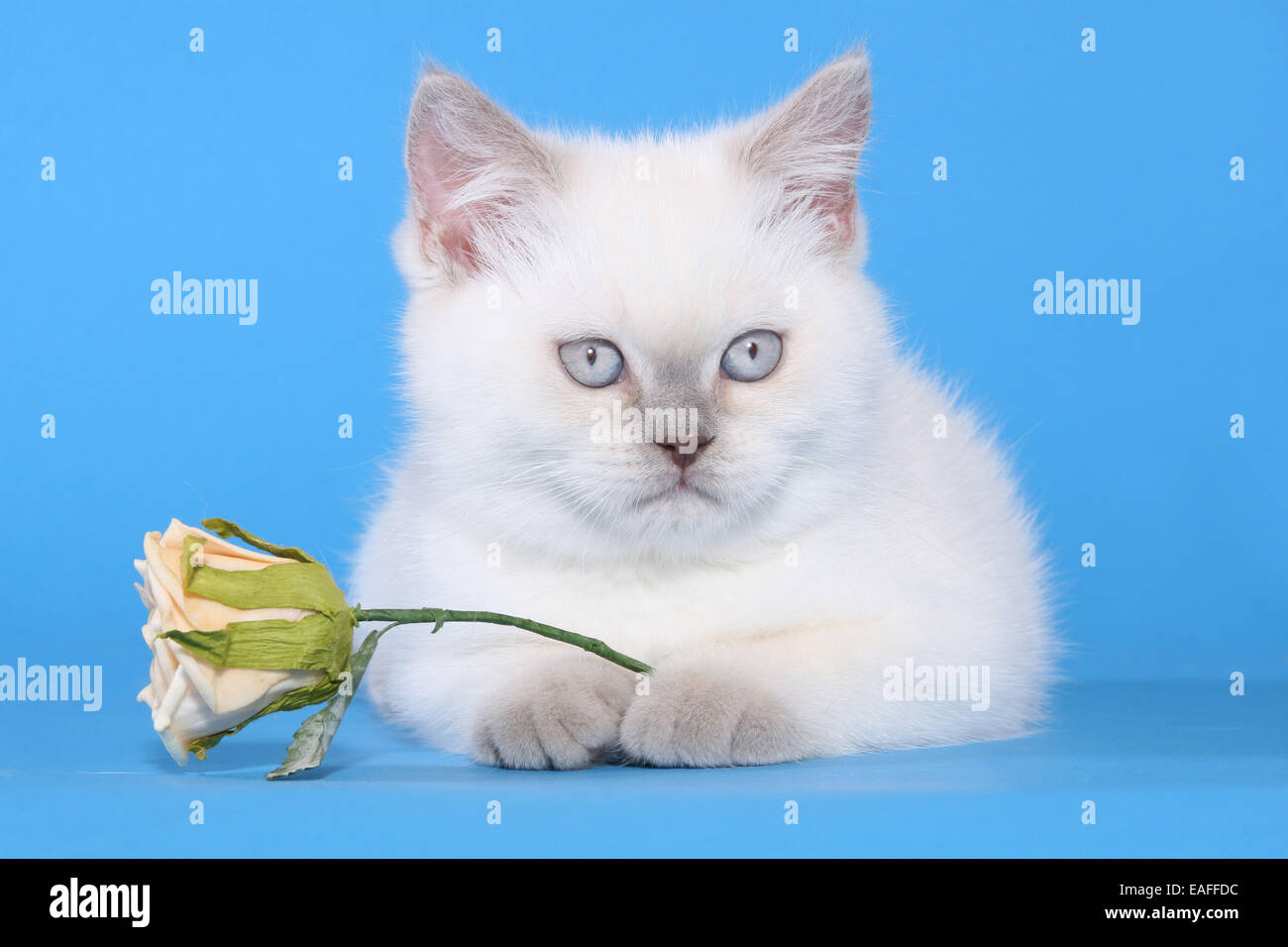 British Kurzhaar Kätzchen liegend mit Blume Stockfoto