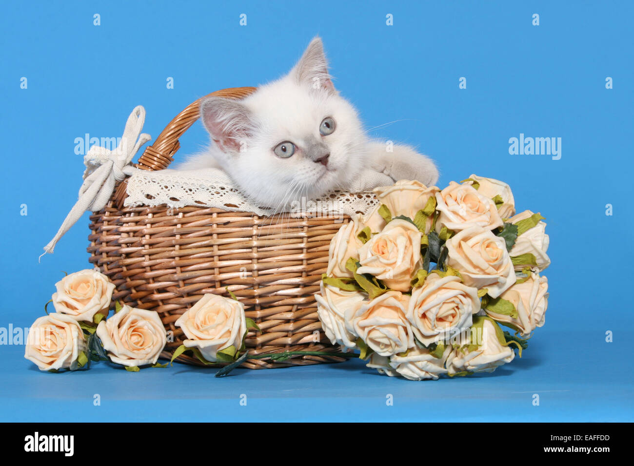 British Kurzhaar Kätzchen liegend auf Korb mit Blumen Stockfoto